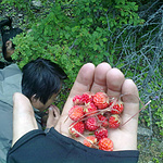 加餐啦…野草莓…