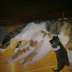 家里的小猫,地面打滑,小腿都一个劲地蹬,黑猫好像被当成了外来物种。