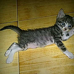 小黑猫