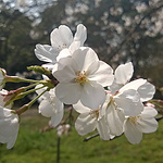 东湖樱花