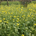 WP_20150307_14_21_25_Pro