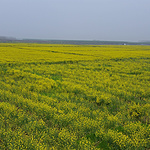 郊游