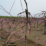 郊游