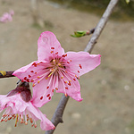 郊游